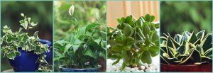 a-chance-to-experiment-with-seasonal-plants